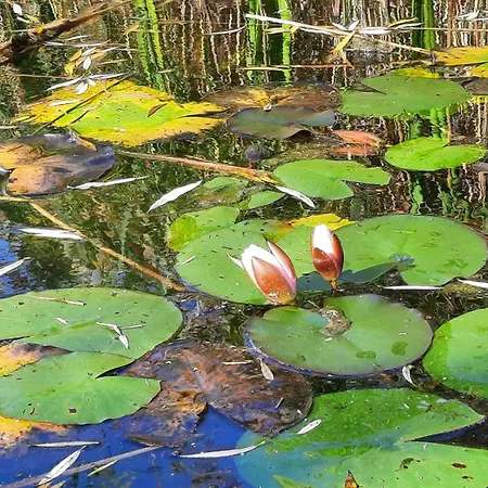 Апартаменты Koekenyhaz Vendeghaz *