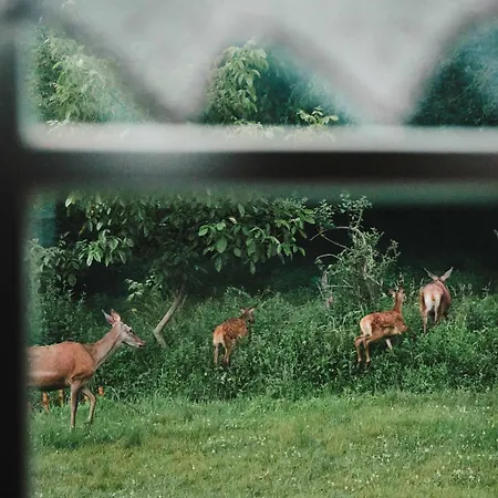 Koekenyhaz Vendeghaz *