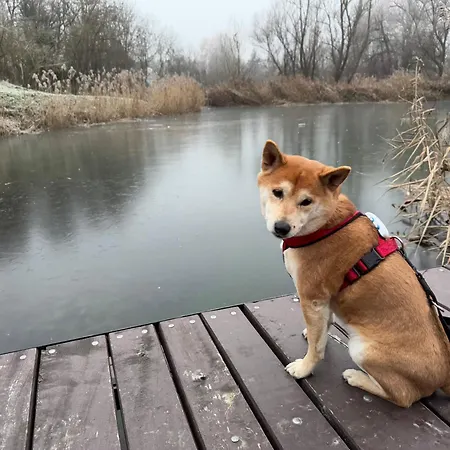 Koekenyhaz Vendeghaz