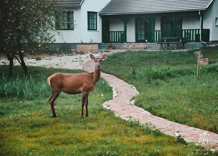 Koekenyhaz Vendeghaz * Kotcse