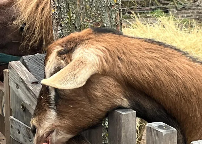 Koekenyhaz Vendeghaz * Kotcse