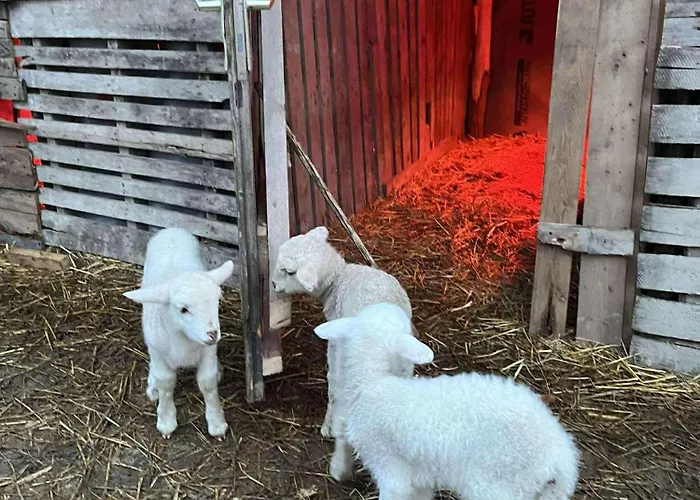 Koekenyhaz Vendeghaz דירה Kotcse