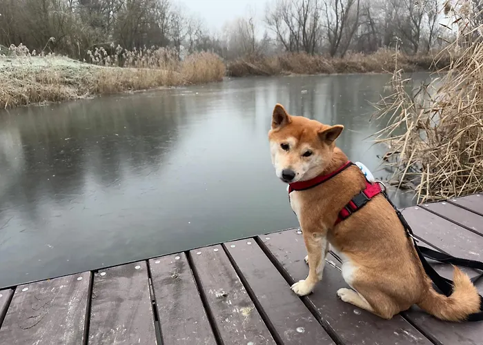 Koekenyhaz Vendeghaz